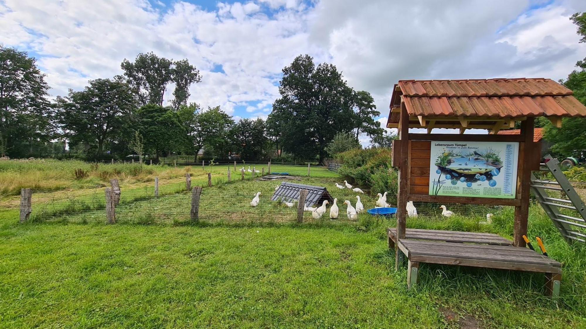 Naturhof Buschwiesen - Wohnung Lama Wilsum المظهر الخارجي الصورة